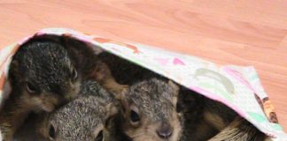 Baby opossums