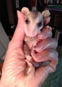 A baby opossum.