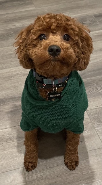 Dr. Veronica Motley’s puppy Cricket