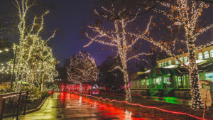 Lights Before Christmas Toledo Zoo