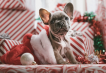 A dog in a Christmas costume.