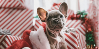 A dog in a Christmas costume.