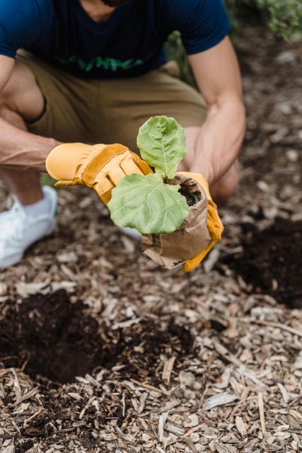 A person planting a plant in the soil.