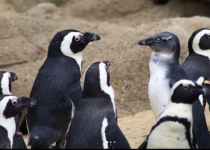 A group of penguins.
