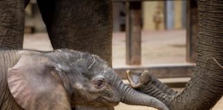 A mother and baby elephant.