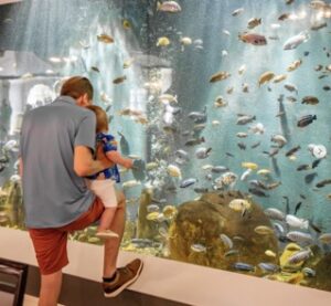 A person looking into a aquarium.