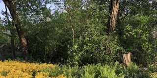 A patch of flowers in a park.