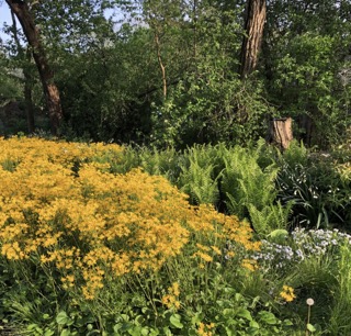 A patch of flowers in a park.
