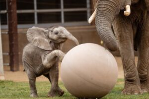 A baby elephant and it's parent.