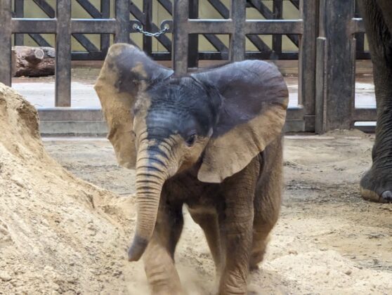 An elaphant and their calf.