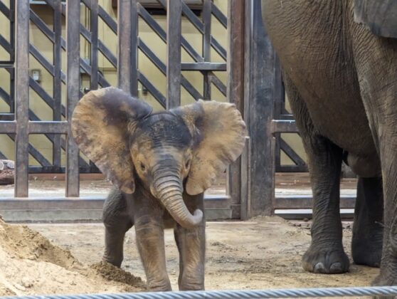 An elaphant and their calf.