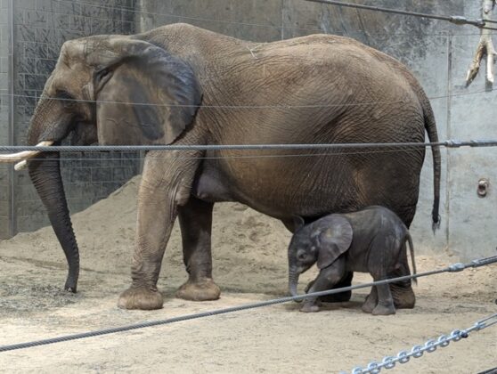 An elaphant and their calf.