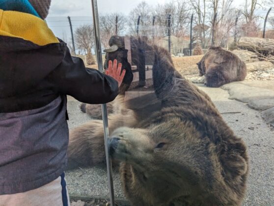A brown bear in an enclosure.