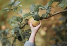 5 Reasons To Take Your Children To A U-Pick Farm This Fall Hand picking apple