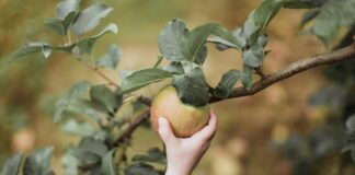 Hand picking apple