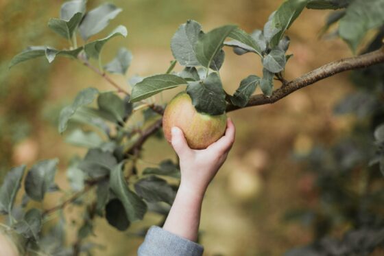 5 Reasons To Take Your Children To Aย U-Pickย Farm This Fall