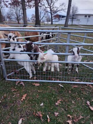 Goats in petting zoo fence