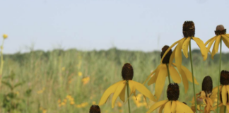 yellow flowers in meadow