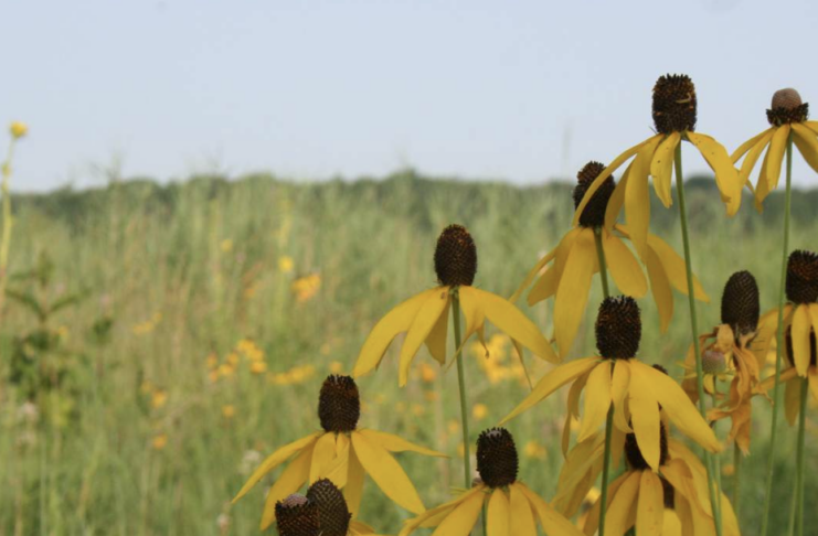 yellow flowers in meadow