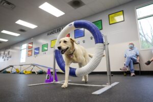 agility dog