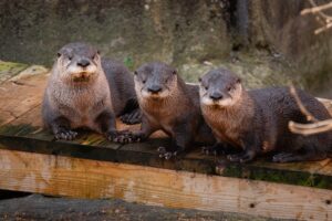 three otters