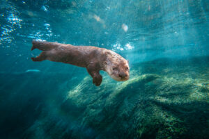 otter swimming in water