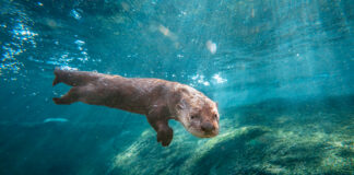 otter swimming in water