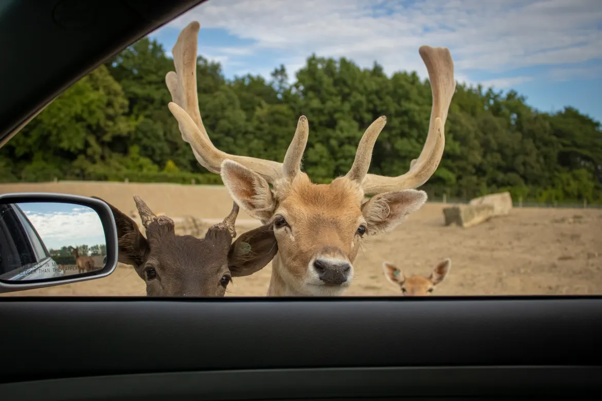 Win Tickets to The African Safari!