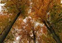 The Ultimate Weekend Guide to Toledo’s Metroparks